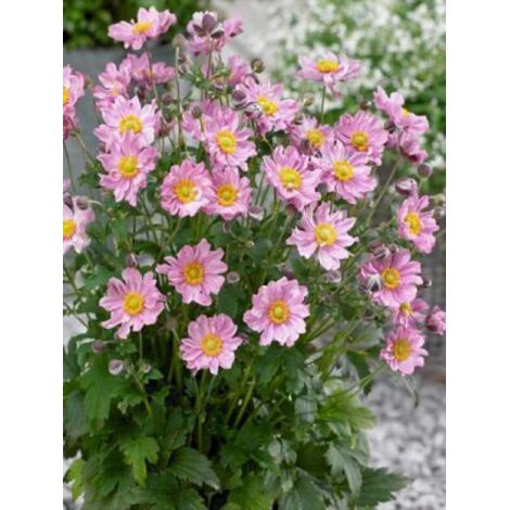 Anémone du Japon 'Fantasy Pocahontas' Godet de 8/9 cm
