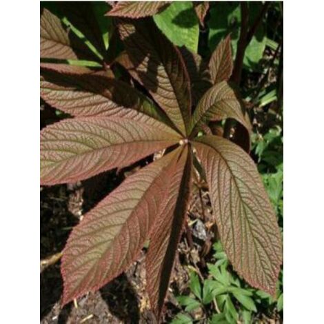 Rodgersia à feuilles de marronnier 'Irish Bronze' Godet de 8/9 cm (1/3)