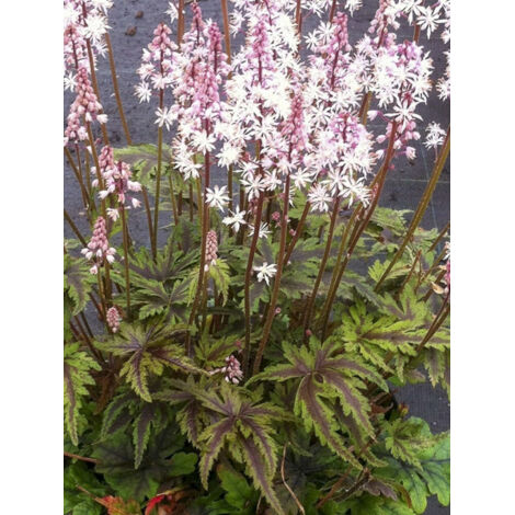 Tiarelle 'Angel Wings' Godet de 8/9 cm