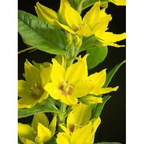 Lysimaque Pot de 2L/3L (1/5)
