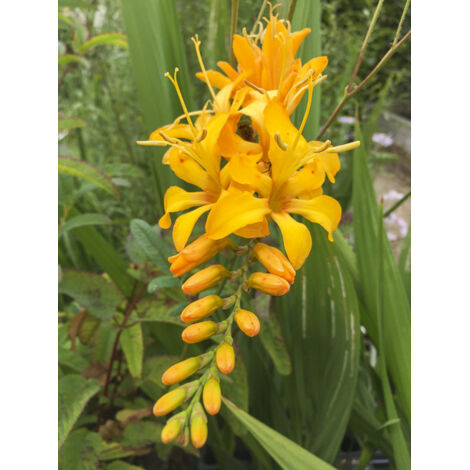 Montbrétia 'Paul's Best Yellow' Godet de 8/9 cm (1/2)