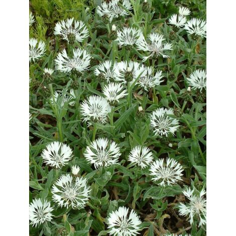 Centaurée montana 'Alba' Godet de 8/9 cm (1/5)