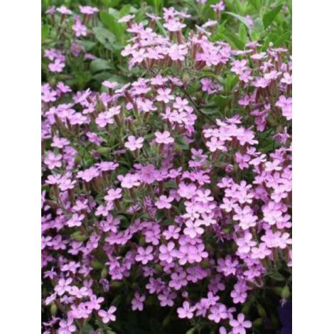 Saponaire de Montpellier Pot de 2L/3L