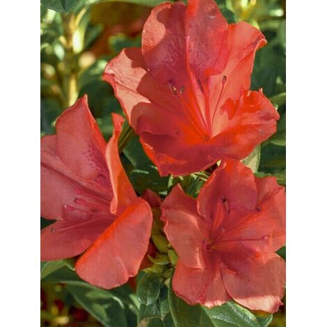Azalée japonaise 'Encore Sunset' Pot de 3L/4L (1/5)