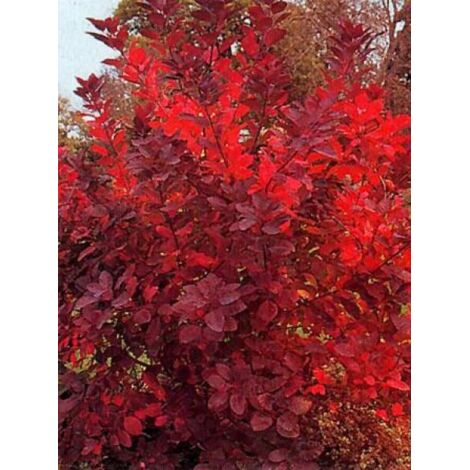Arbre à perruque 'Grace' Pot de 7,5L/10L