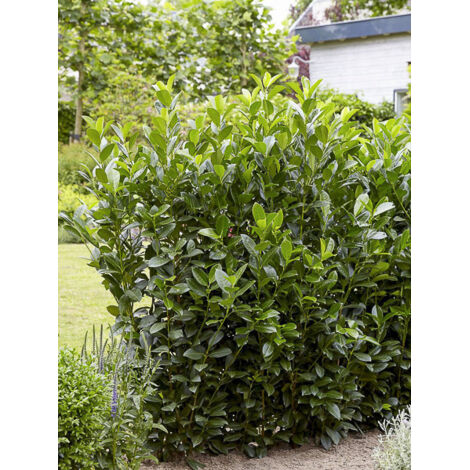 Laurier-Cerise, Laurier palme, Laurière 'Obelisk' Pot de 2L/3L