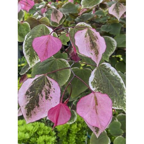 Gainier du Canada 'Carolina Sweetheart' Pot de 3L/4L (1/2)
