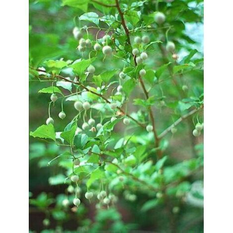 Styrax japonica Pot de 3L/4L