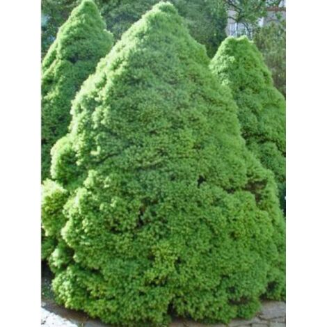 Sapinette blanche, Epinette blanche 'Conica' Pot de 2L/3L (1/5)