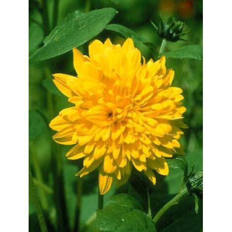 Soleil vivace 'Soleil d'Or' Godet de 8/9 cm (1/2)