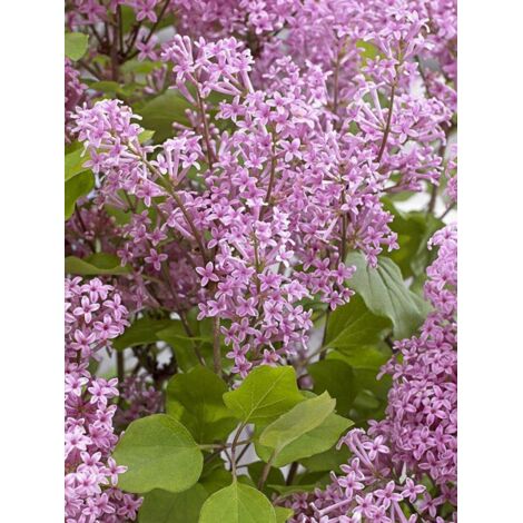 Lilas 'Flowerfesta Pink' Pot de 3L/4L (1/2)