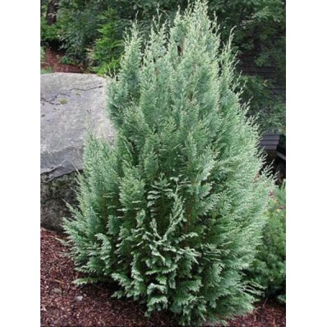 Cyprès de Lawson 'White Spot' Pot de 2L/3L (1/3)