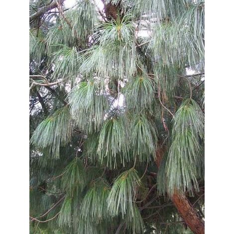Pin pleureur de l'Himalaya Pot de 3L/4L (1/2)