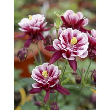 Ancolie des jardins 'Winky Red White' Godet de 8/9 cm (1/5)