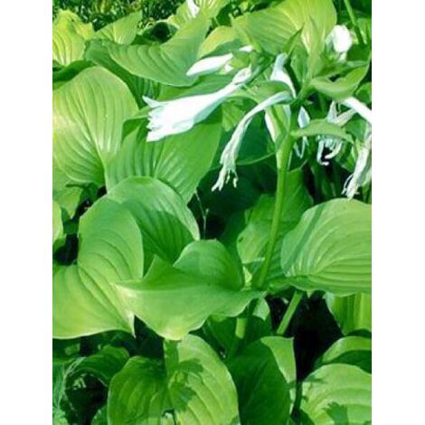 Hosta plantaginea 'Grandiflora' Godet de 8/9 cm (1/3)