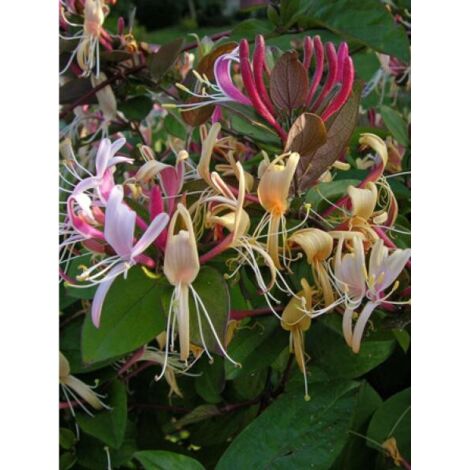 Chèvrefeuille du Japon 'Sinensis' Godet de 8/9 cm