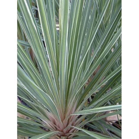 Cordyline australe 'Pink Champagne' Pot de 3L/4L (1/5)