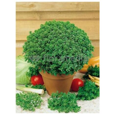 Basilic grand vert 'Pistou' le sachet de 600 graines (1g) (1/2)