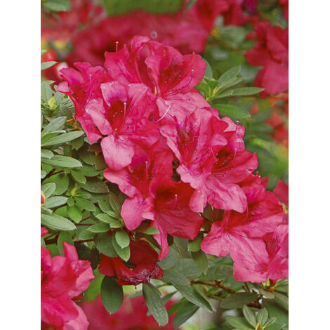 Azalée japonaise 'Vuyks Scarlet' Pot de 2L/3L