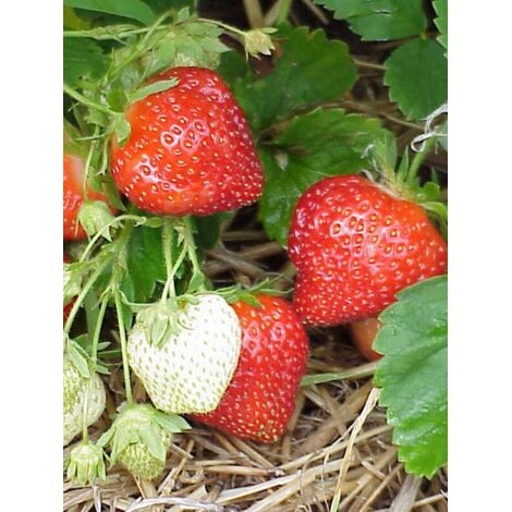 Fraisier 'Ostara' - remontant Godet de 7/8 cm (1/2)