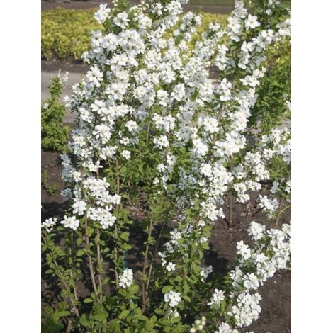 Exochorda 'Magical Springtime' Pot de 2L/3L (1/2)