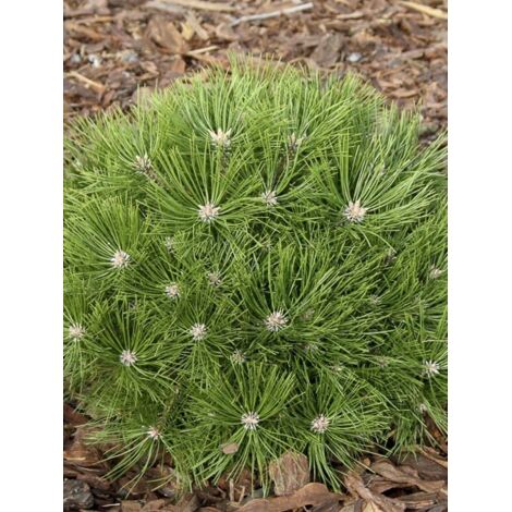 Pin rouge du Japon 'Low Glow' Pot de 7,5L/10L (1/5)