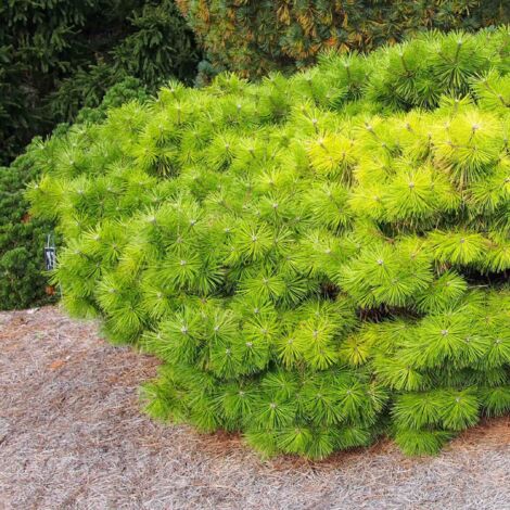 Pin rouge du Japon - Pinus densiflora Jane Kluis Pot de 7,5L/10L