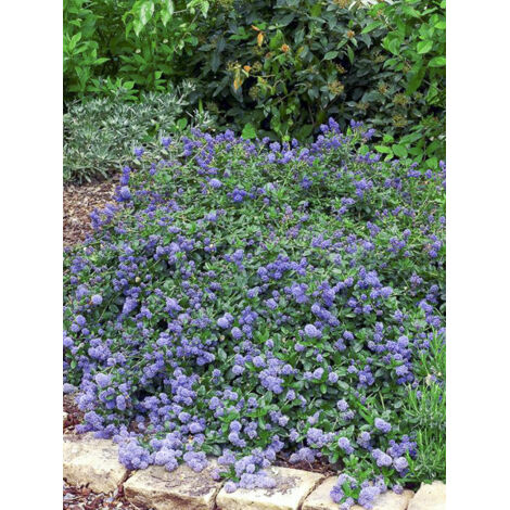 Céanothe, Lilas de Californie Pot de 4L/5L