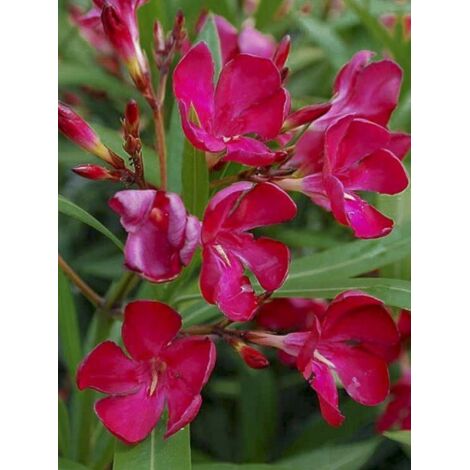 Laurier rose 'Italia' Pot de 3L/4L, Touffe (1/3)