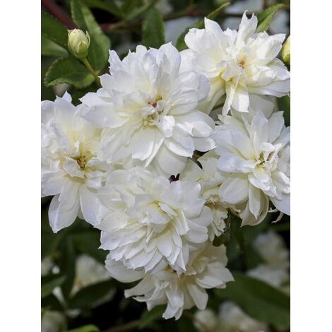 Rosier de Banks  'Alba Plena' Pot de 6L/7L, Sur propres racines (non greffé)