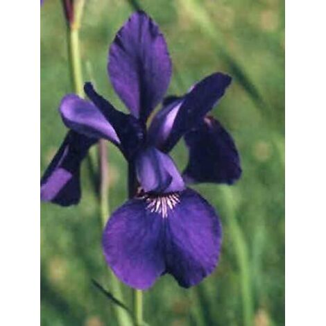Iris de Sibérie 'Blue King' Godet de 8/9 cm (1/3)