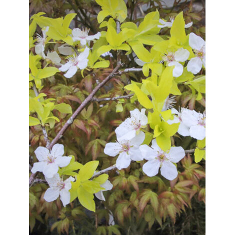 Cerisier à fleurs, Prunier myrobolan 'Zloty Oblok' Pot de 4L/5L (1/2)