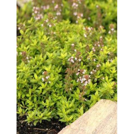 Thym citron 'Aureus' Pot de 1,5L/2L