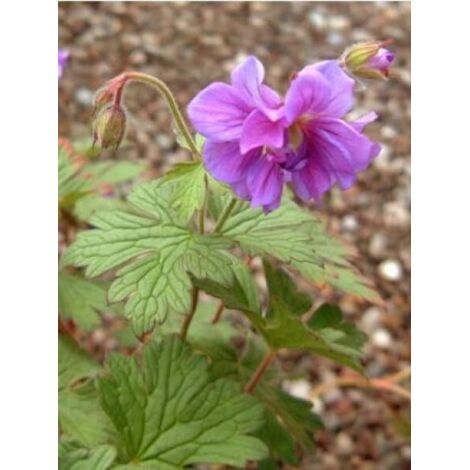 Géranium vivace de l'Himalaya 'Plenum' Godet de 8/9 cm