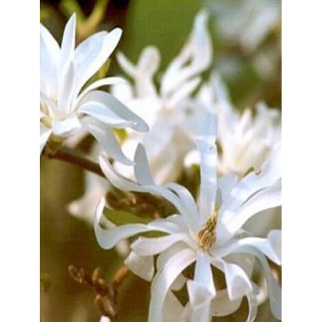 Magnolia stellata 'Royal Star' Pot de 3L/4L (1/3)