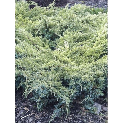 Genévrier écailleux 'Dream Joy' Pot de 2L/3L