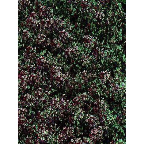 Thym citron 'Silver Queen' Pot de 1,5L/2L (1/2)