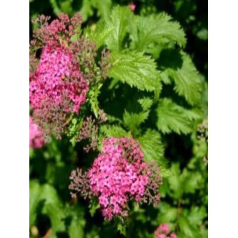 Spirée japonaise 'Crispa' Pot de 3L/4L (1/5)
