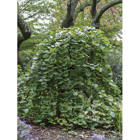 Gainier du Canada pleureur 'Traveller' Pot de 7,5L/10L