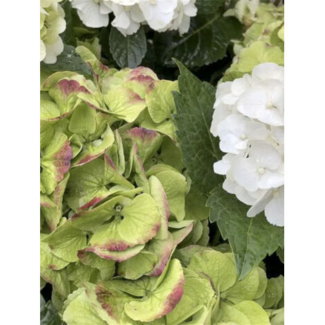 Hortensia 'Caipirinha' Pot de 2L/3L (1/2)
