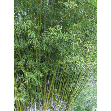 Bambou des haies Pot de 12L/15L