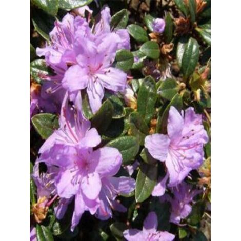 Rhododendron 'Moerheim' Pot de 2L/3L