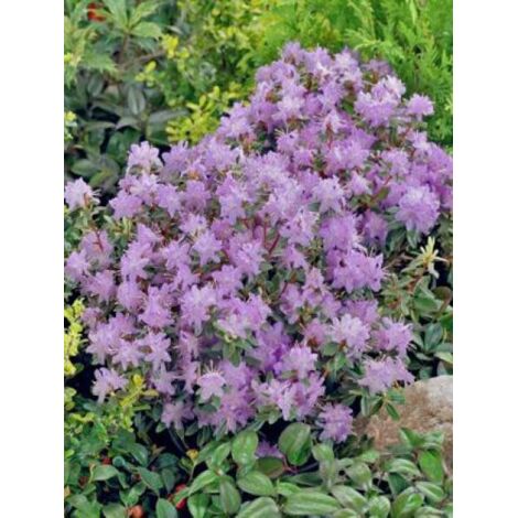 Rhododendron 'Moerheim' Pot de 2L/3L
