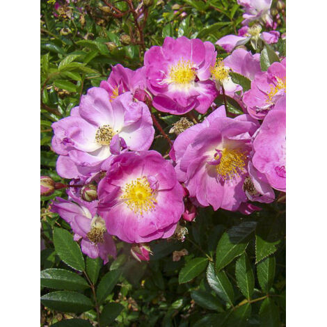 Rosier arbuste moschata 'Lillie Fleur' Racines nues en motte