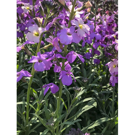 Giroflée, Vélar 'Poem Lavender' Godet de 8/9 cm (1/2)
