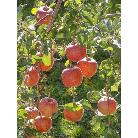 Pommier 'Fuji' Pot de 7,5L/10L, Demi-Tige