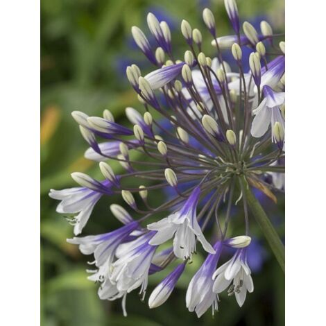 Agapanthe 'Fireworks' Godet de 8/9 cm