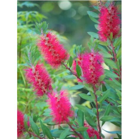 Callistemon citrinus 'Splendens' Pot de 2L/3L
