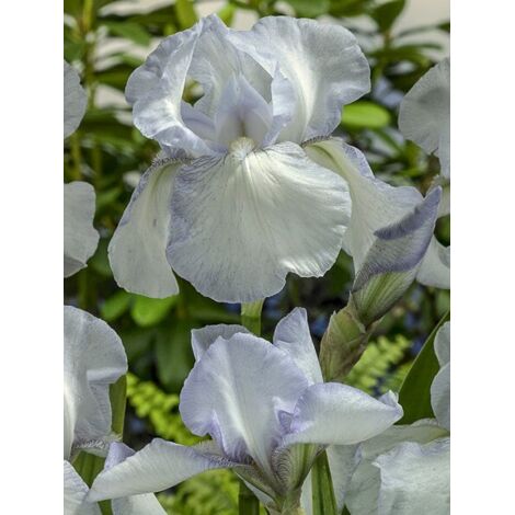 Iris des jardins 'English cottage' Pot de 1,5L/2L (1/2)