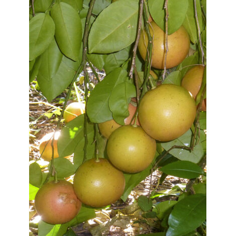 Pomelo Pot de 7,5L/10L, Demi-Tige 120/130cm